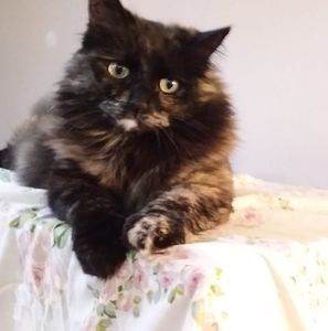 Meet your Posher, Brenda